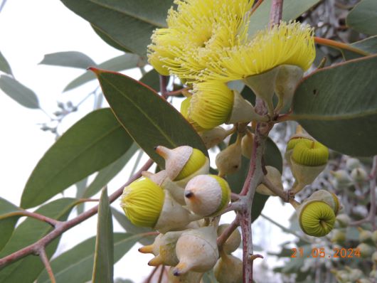 Flowering Eukalyptus in Autum